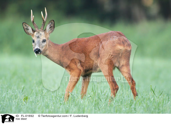 Rehbock / roe deer / FL-01692
