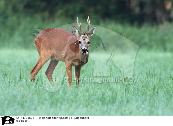 Rehbock / roe deer / FL-01693
