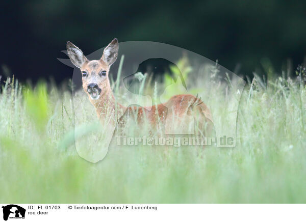 roe deer / FL-01703