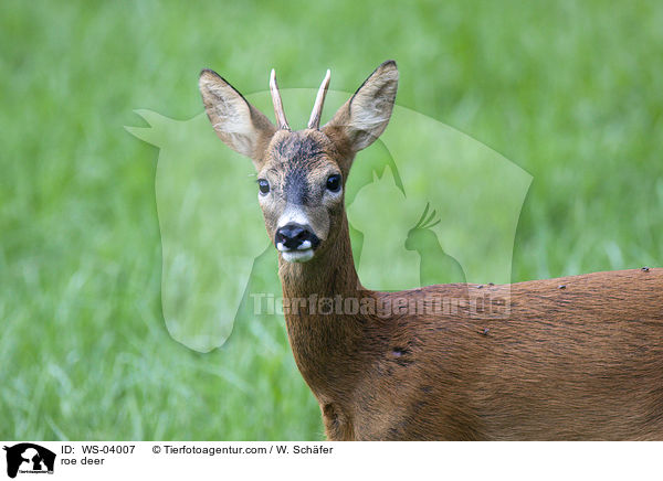 Reh / roe deer / WS-04007