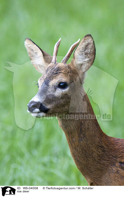 roe deer / WS-04008