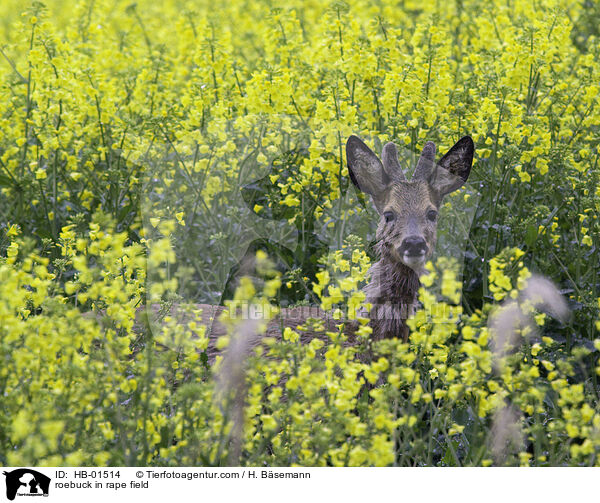 Rehbock im Rape / roebuck in rape field / HB-01514