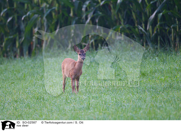 Reh / roe deer / SO-02587