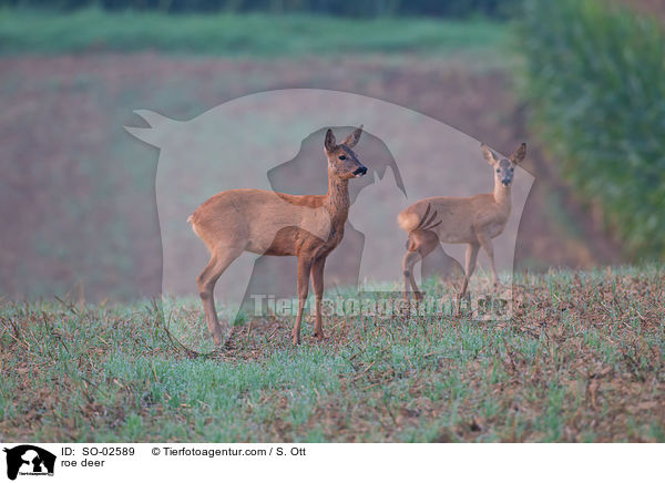 Rehe / roe deer / SO-02589