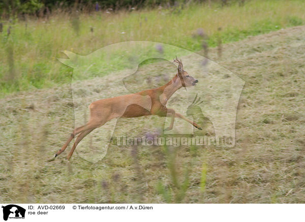 Reh / roe deer / AVD-02669