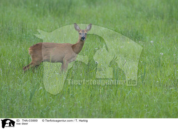 Reh / roe deer / THA-03889
