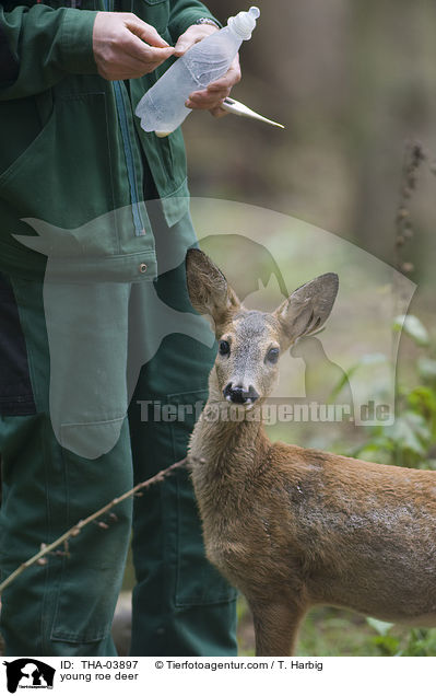 junges Reh / young roe deer / THA-03897
