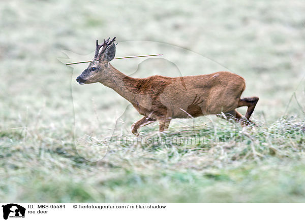Rehbock / roe deer / MBS-05584