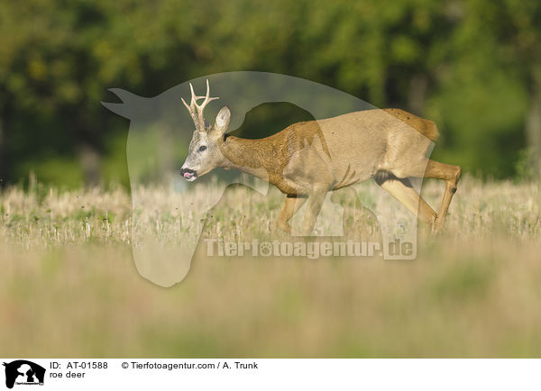 Reh / roe deer / AT-01588