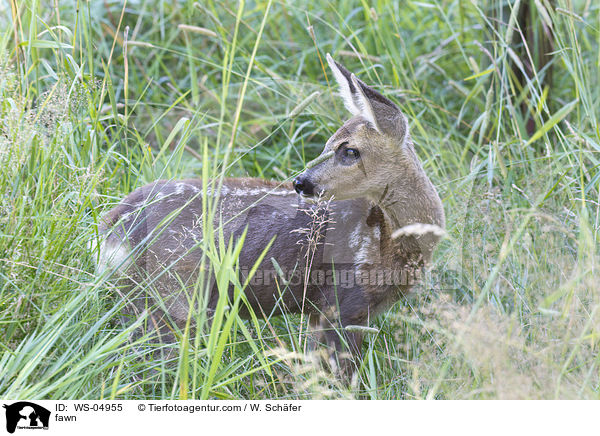 Rehkitz / fawn / WS-04955