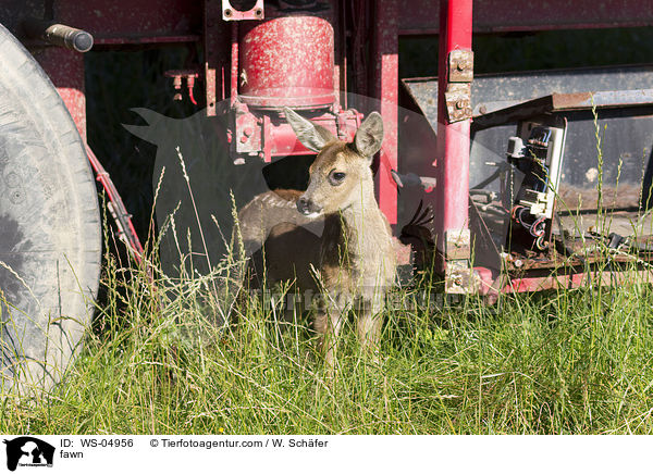 Rehkitz / fawn / WS-04956