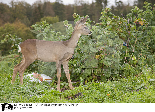 junges Reh / young roe deer / WS-04962