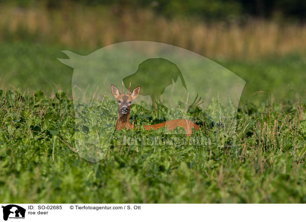 Rehbock / roe deer / SO-02685
