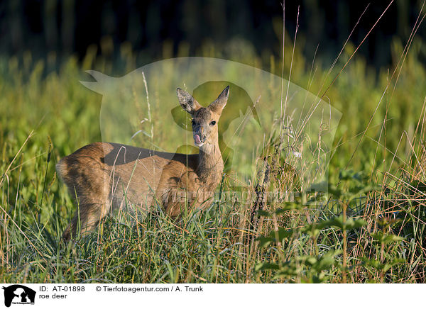 Reh / roe deer / AT-01898