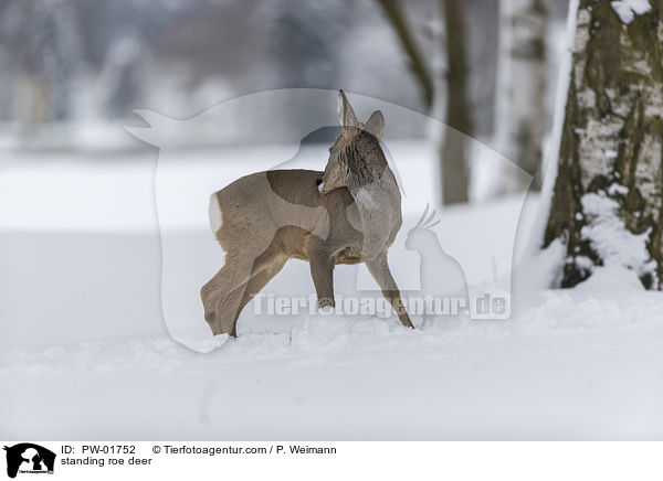 stehendes Reh / standing roe deer / PW-01752