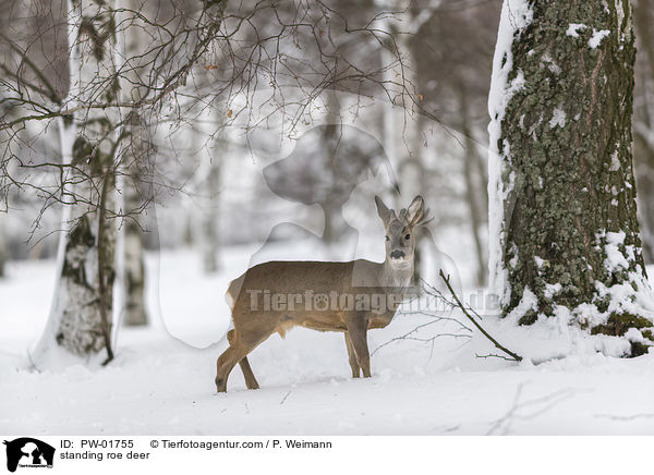 stehendes Reh / standing roe deer / PW-01755