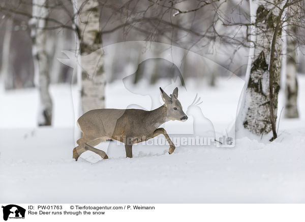 Reh rennt durch den Schnee / Roe Deer runs through the snow / PW-01763