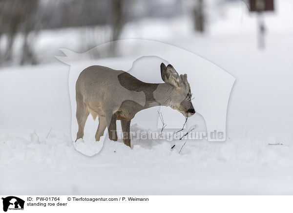 stehendes Reh / standing roe deer / PW-01764