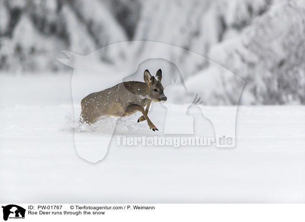 Reh rennt durch den Schnee / Roe Deer runs through the snow / PW-01767