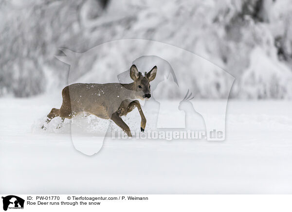 Reh rennt durch den Schnee / Roe Deer runs through the snow / PW-01770