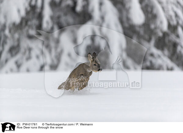 Reh rennt durch den Schnee / Roe Deer runs through the snow / PW-01781