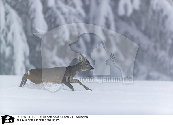 Reh rennt durch den Schnee / Roe Deer runs through the snow / PW-01792