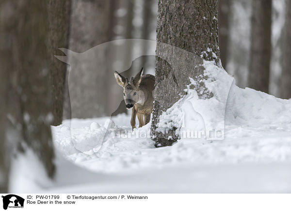 Reh im Schnee / Roe Deer in the snow / PW-01799