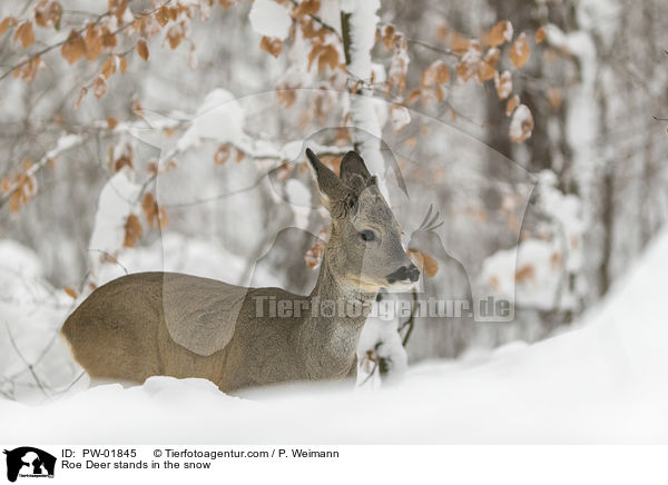 Reh steht im Schnee / Roe Deer stands in the snow / PW-01845