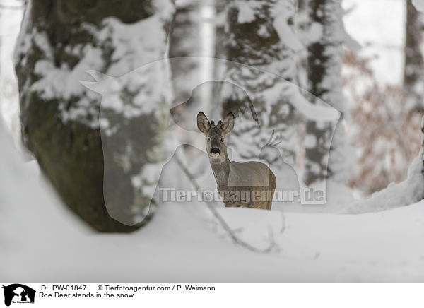 Reh steht im Schnee / Roe Deer stands in the snow / PW-01847