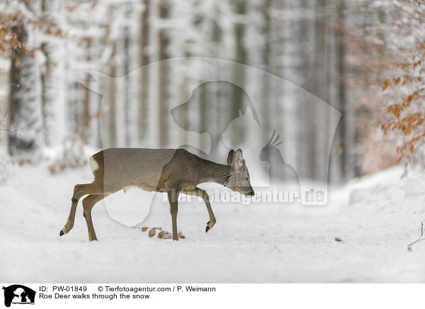 Reh luft durch den Schnee / Roe Deer walks through the snow / PW-01849
