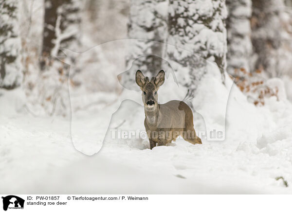 stehendes Reh / standing roe deer / PW-01857