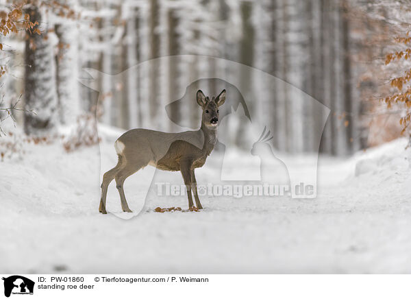 stehendes Reh / standing roe deer / PW-01860