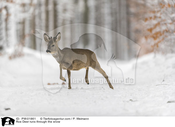 Reh rennt durch den Schnee / Roe Deer runs through the snow / PW-01861