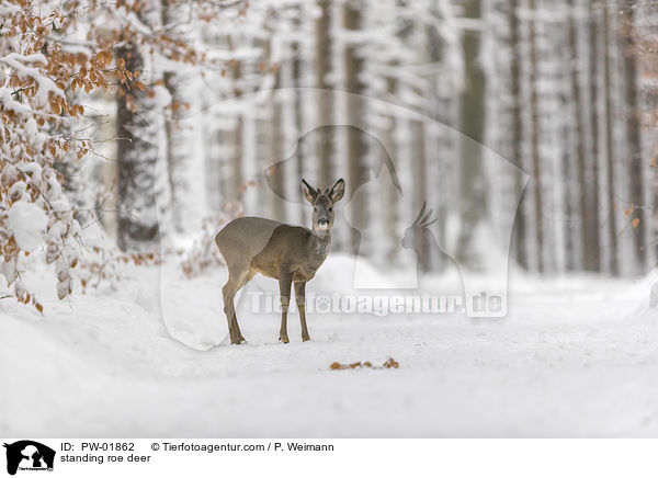 stehendes Reh / standing roe deer / PW-01862