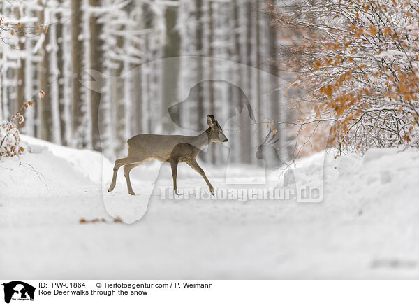 Reh luft durch den Schnee / Roe Deer walks through the snow / PW-01864