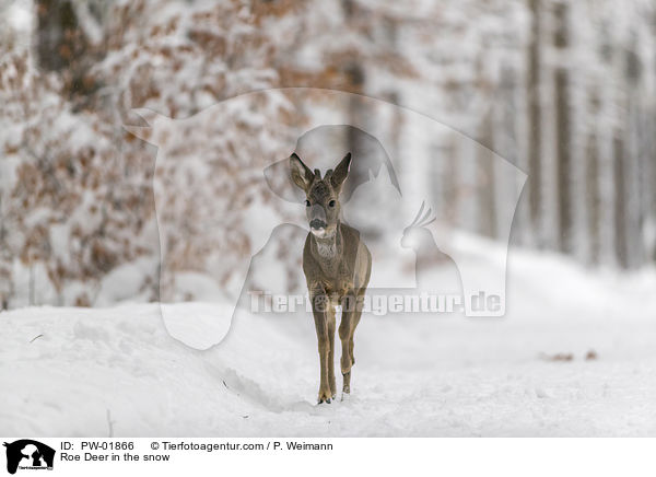 Reh im Schnee / Roe Deer in the snow / PW-01866