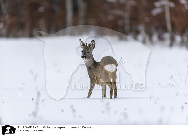 stehendes Reh / standing roe deer / PW-01871