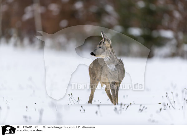 stehendes Reh / standing roe deer / PW-01873