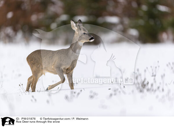 Reh rennt durch den Schnee / Roe Deer runs through the snow / PW-01876