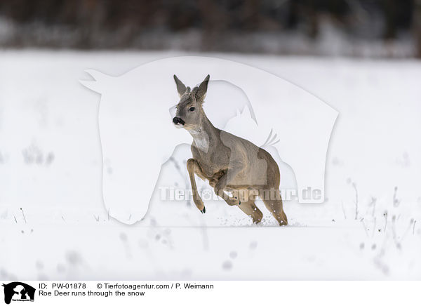 Reh rennt durch den Schnee / Roe Deer runs through the snow / PW-01878