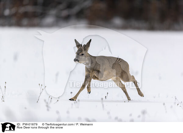 Reh rennt durch den Schnee / Roe Deer runs through the snow / PW-01879