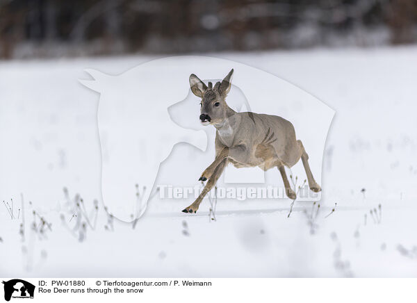 Reh rennt durch den Schnee / Roe Deer runs through the snow / PW-01880