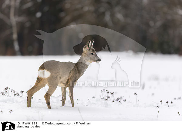 stehendes Reh / standing roe deer / PW-01881