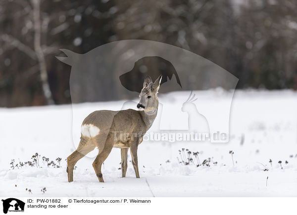stehendes Reh / standing roe deer / PW-01882