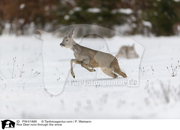 Reh rennt durch den Schnee / Roe Deer runs through the snow / PW-01886