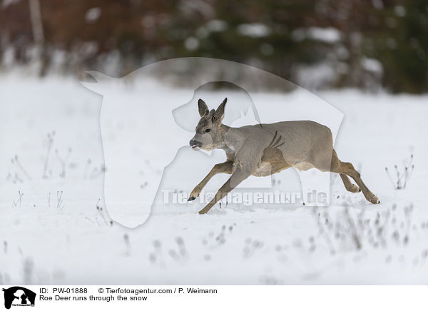 Reh rennt durch den Schnee / Roe Deer runs through the snow / PW-01888