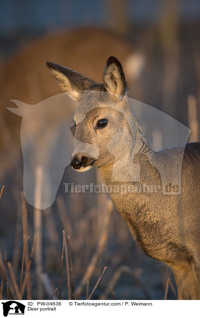 Reh Portrait / Deer portrait / PW-04636