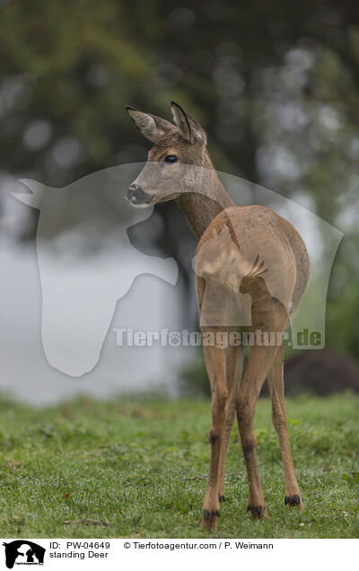 stehendes Reh / standing Deer / PW-04649