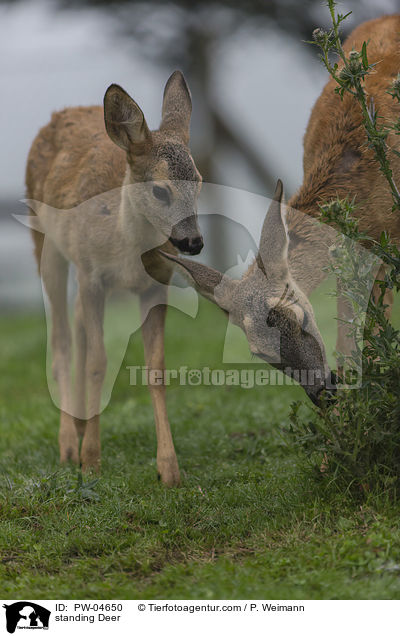 stehendes Reh / standing Deer / PW-04650