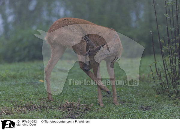 stehendes Reh / standing Deer / PW-04653